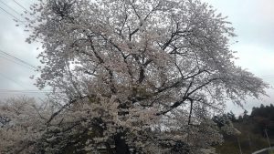 桜