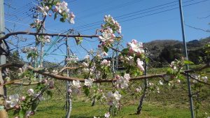 りんごの花