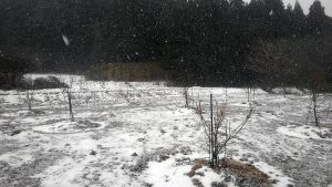 農場の雪景色