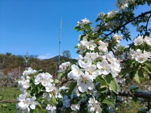 りんごの花