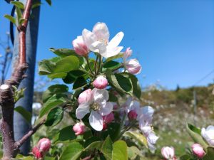 りんごの花